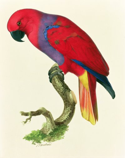 Red Parrot by Jacques Barraband